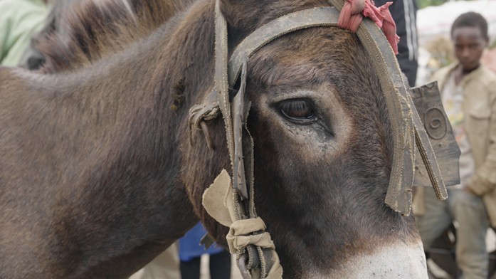 Brooke A donkey at Shashamene Market, Ethiopia