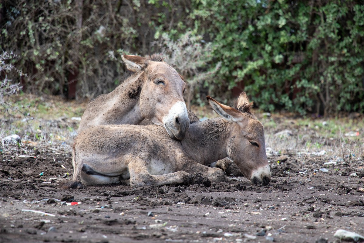 A donkey and her foal sleeping in a rolling pit