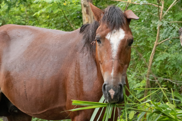Horse in Nicuragua