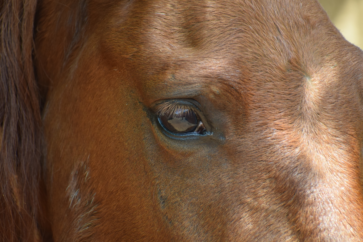 A closeup of a chestnut horse's eye