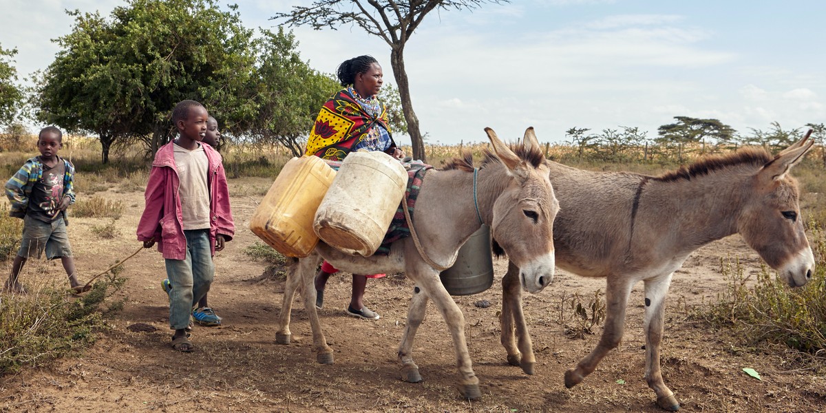 The power of compassionate animal handling | Action for Working Horses ...