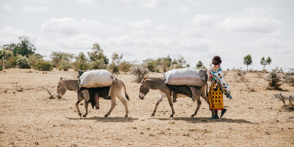 UN formally acknowledges role of working animals in achieving ...