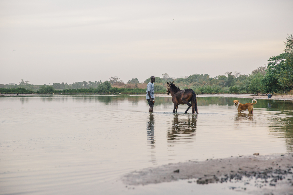 A man stands  in a shallow river with his horse and a dog