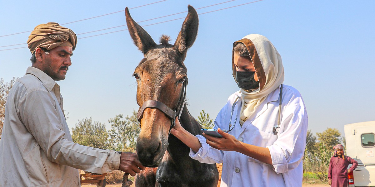 A female vet treats an equine in a Pakistan brick kiln