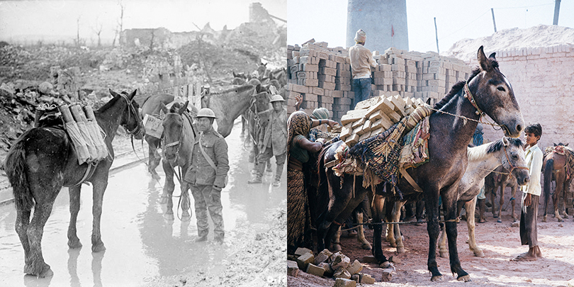 A horse carrying artillery in the First World War, and a mule working in a brick kiln