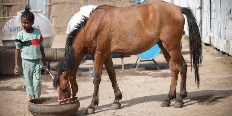 A girl feeding her horse from a bowl in a small courtyard