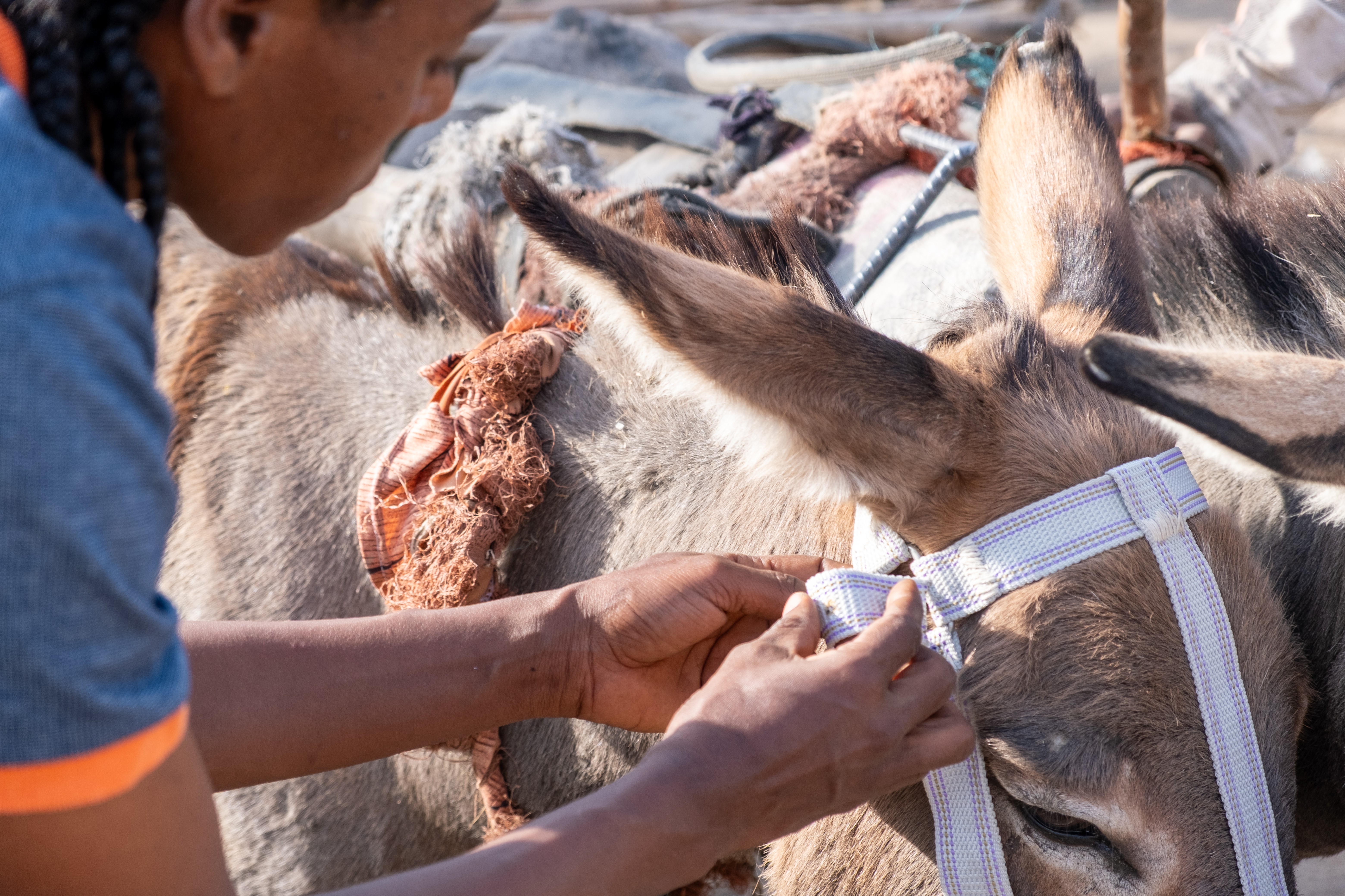 Vet adjusts harness on horse in Ethiopia