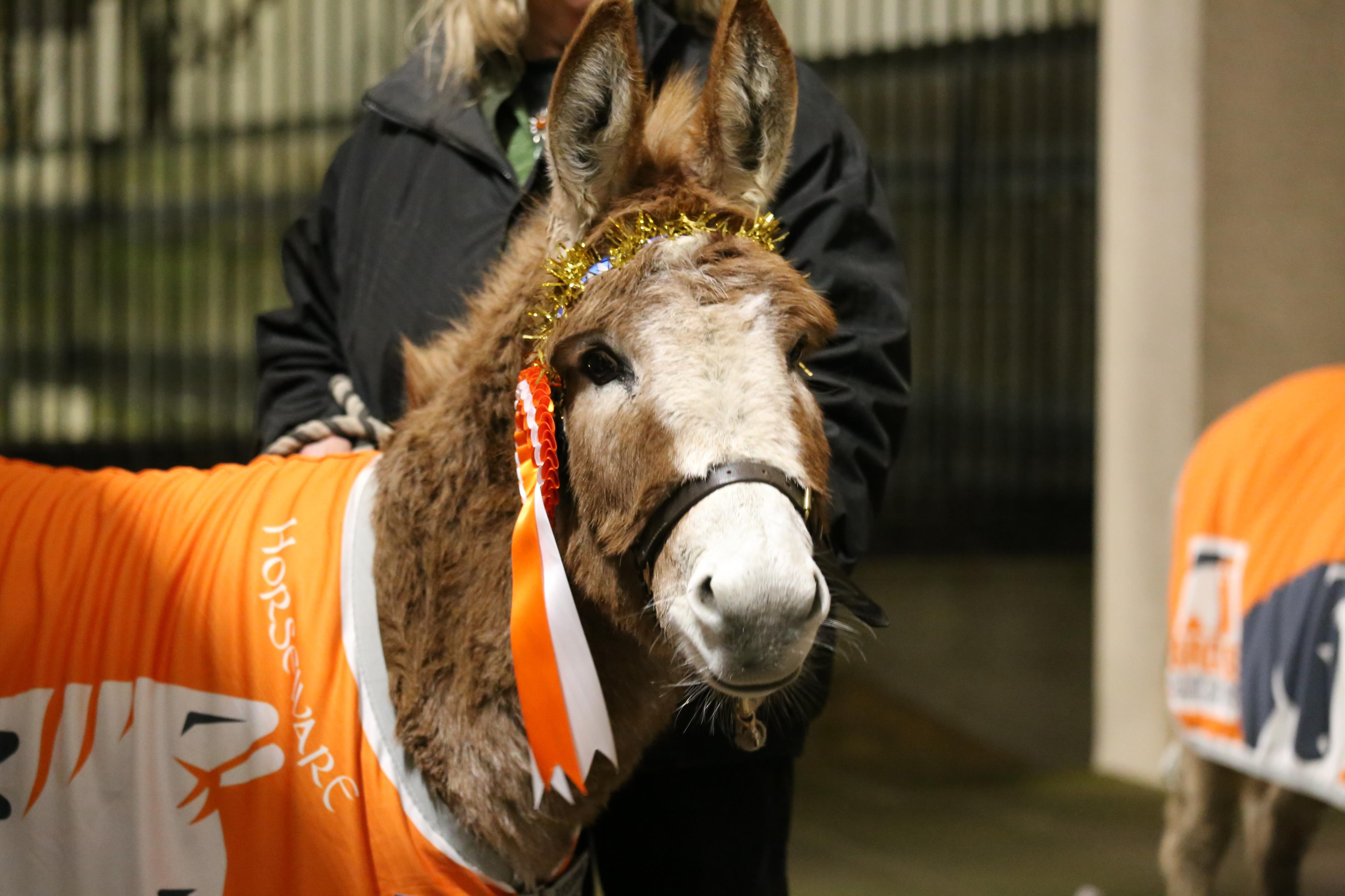 Donkey with rosette at charity carol service