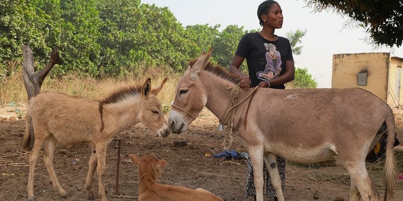 Diyenaba stands with a calf, Laura the donkey and her foal Panchy