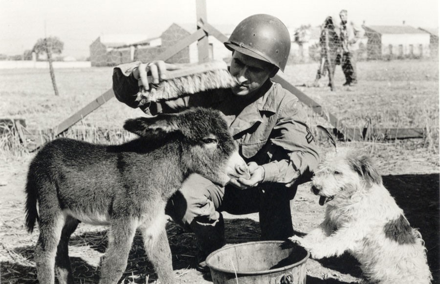 Soldier brushes donkey whilst dog watches in North Africa, 1943.