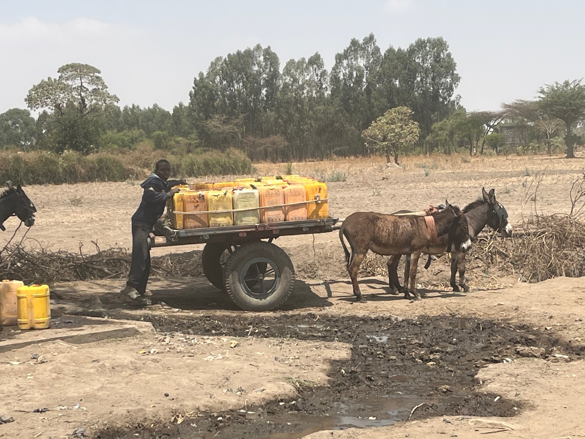 Donkeys carrying jerrycans in Ethiopia