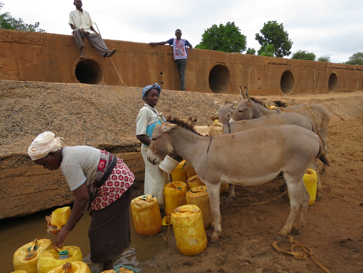 Donkeys loaded with water during drought in Kenya