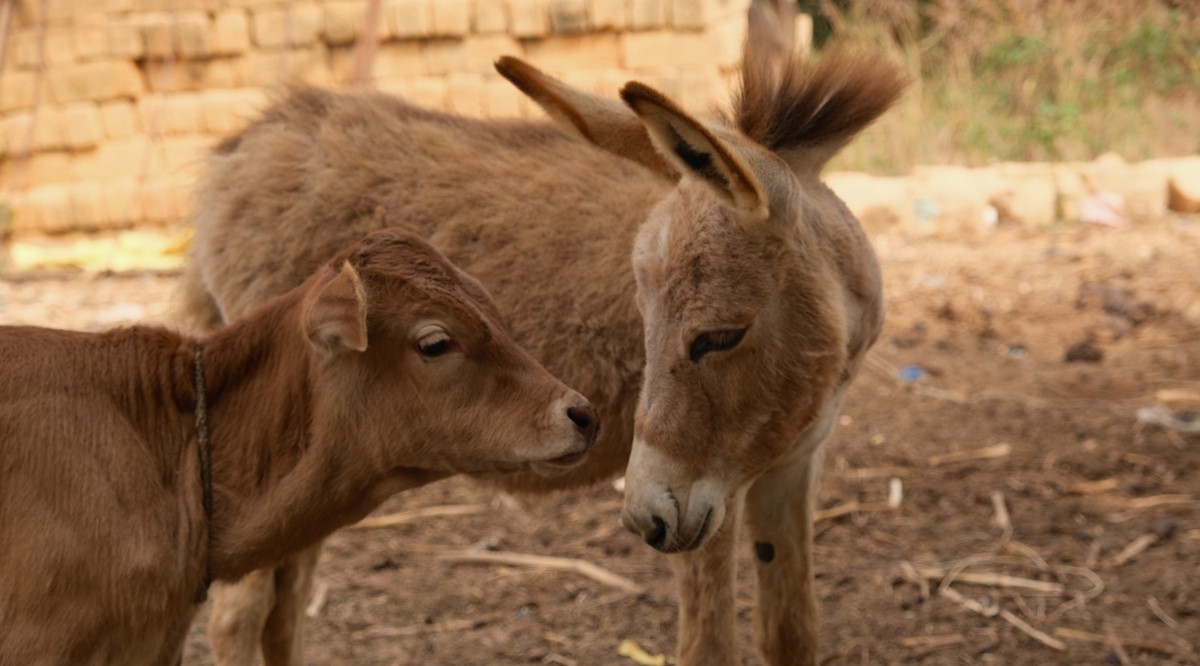 Calf and donkey foal in Senegal