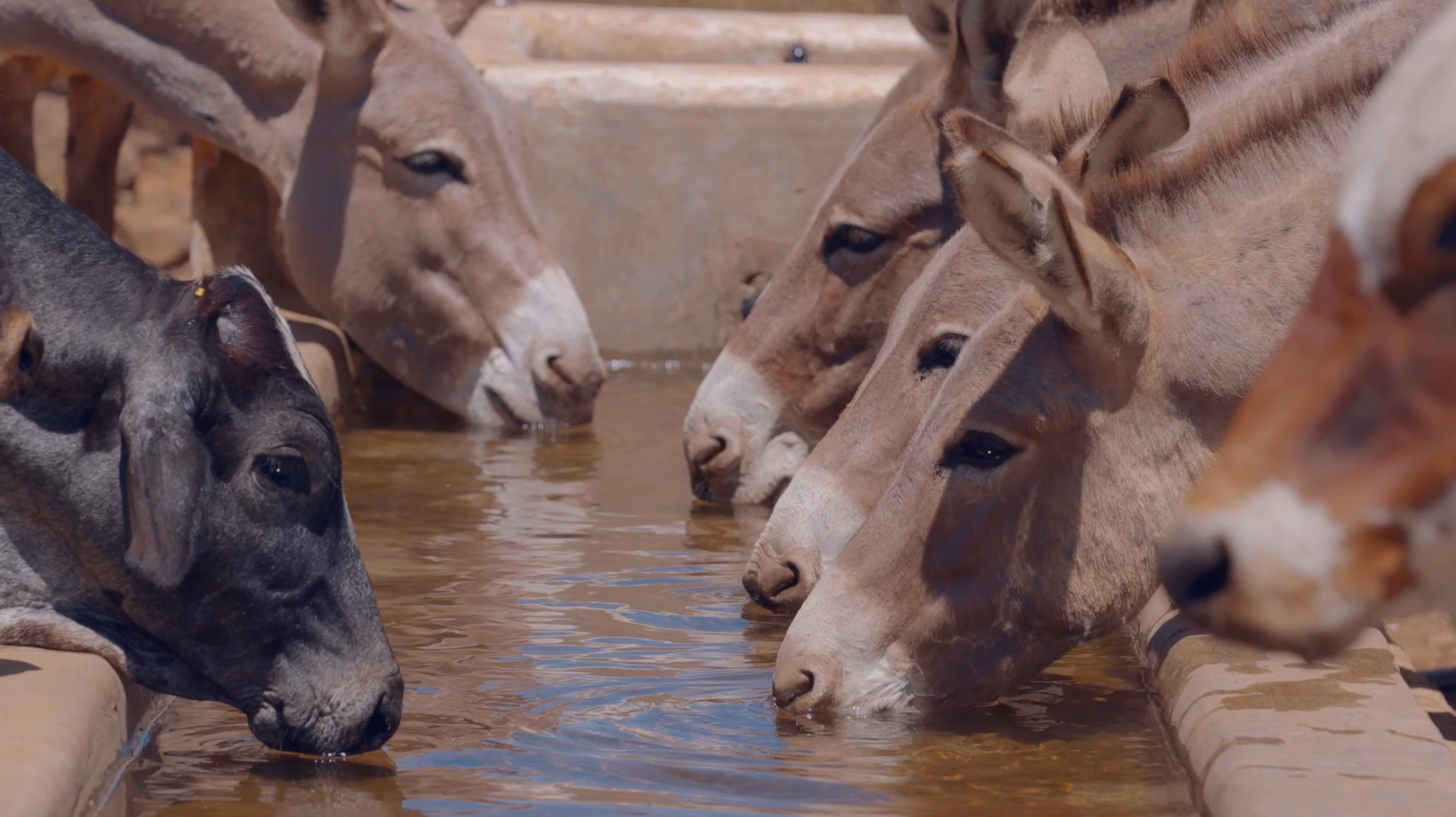 Donkey drinking from water trough
