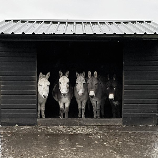 Donkeys standing in shed 