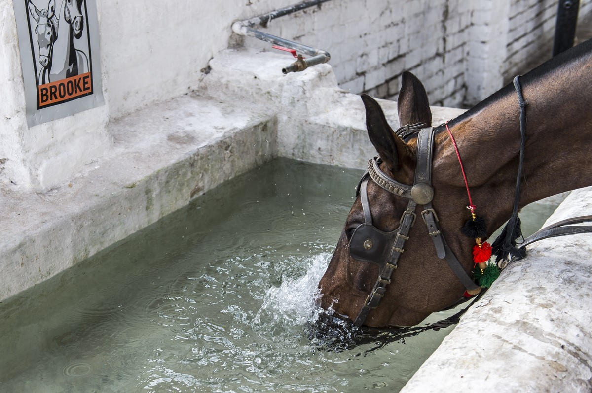 Horse drinks from water trough in Pakistan
