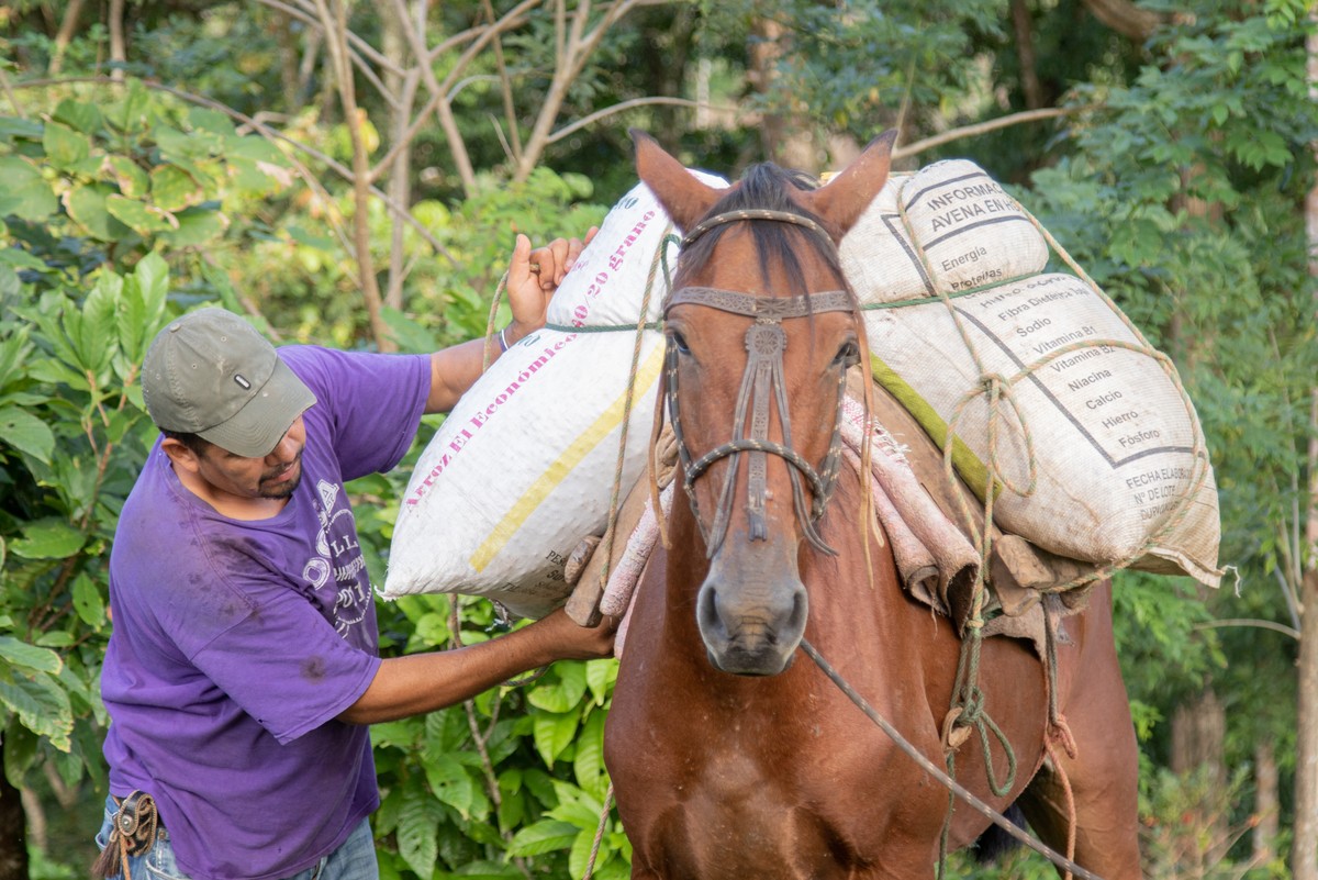 Man loads horse with bags of coffee in Nicaragua 