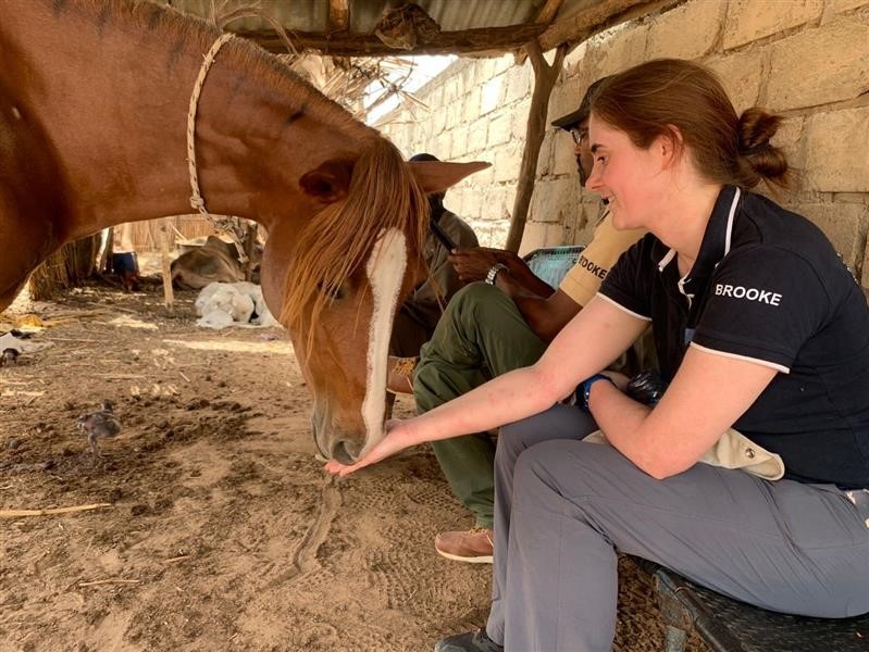 Vet feeds horse in Senegal.