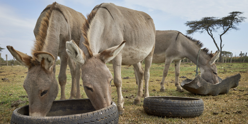 Donkeys Issue Donkey theft in Kenya - impact on women | Brooke