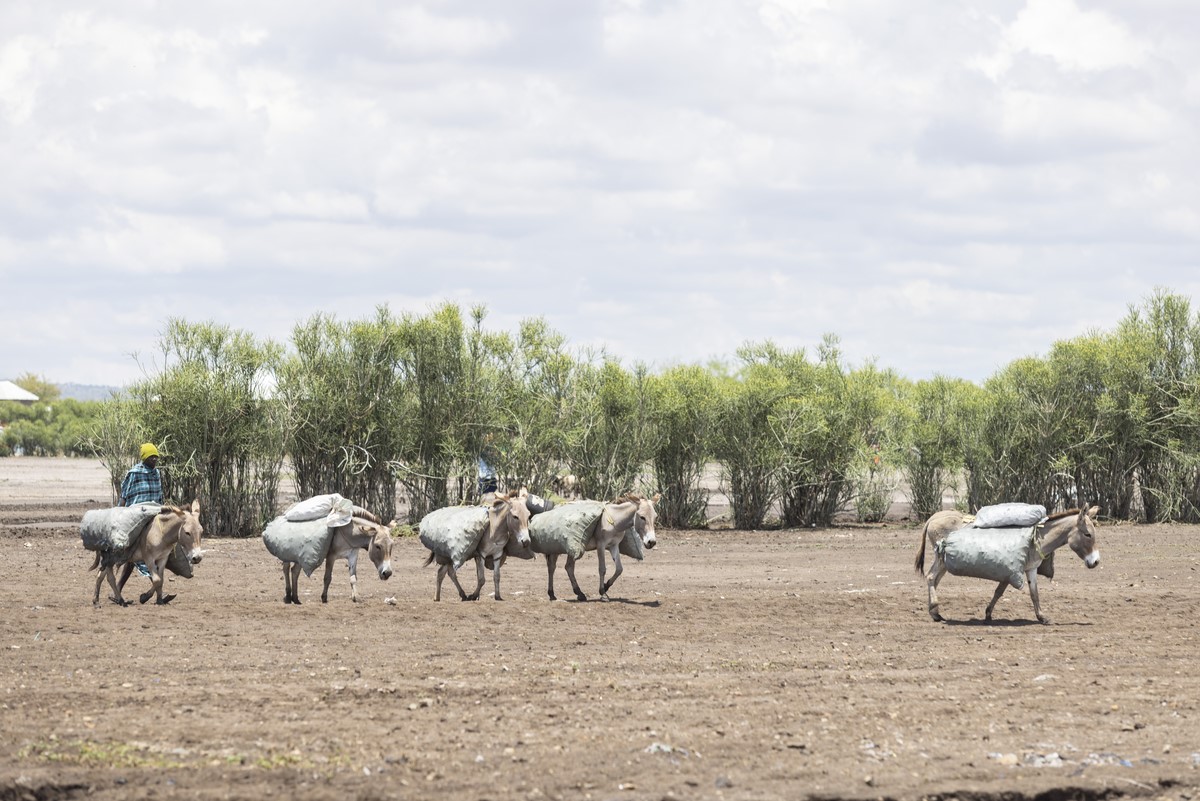 Man leading donkeys transporting goods in Tanzania