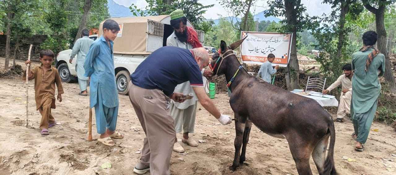 Man injects donkey in upper leg