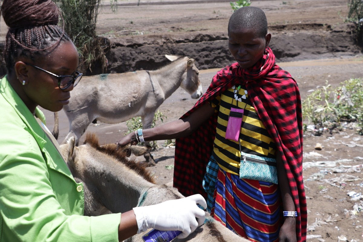 Paravet treats donkey in Tanzania