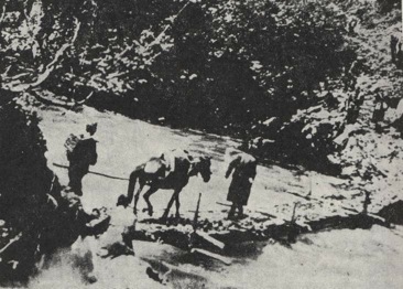 A donkey used by Yugoslav Partisans during World War II to transport radio equipment through challenging terrain.