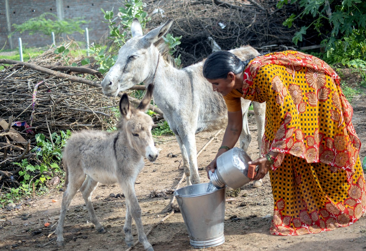 Woman gives donkey and foal drink from bucket in India