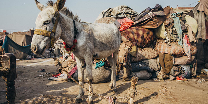 Karachi donkeys play vital role | Brooke Karachi donkeys play vital role | Brooke