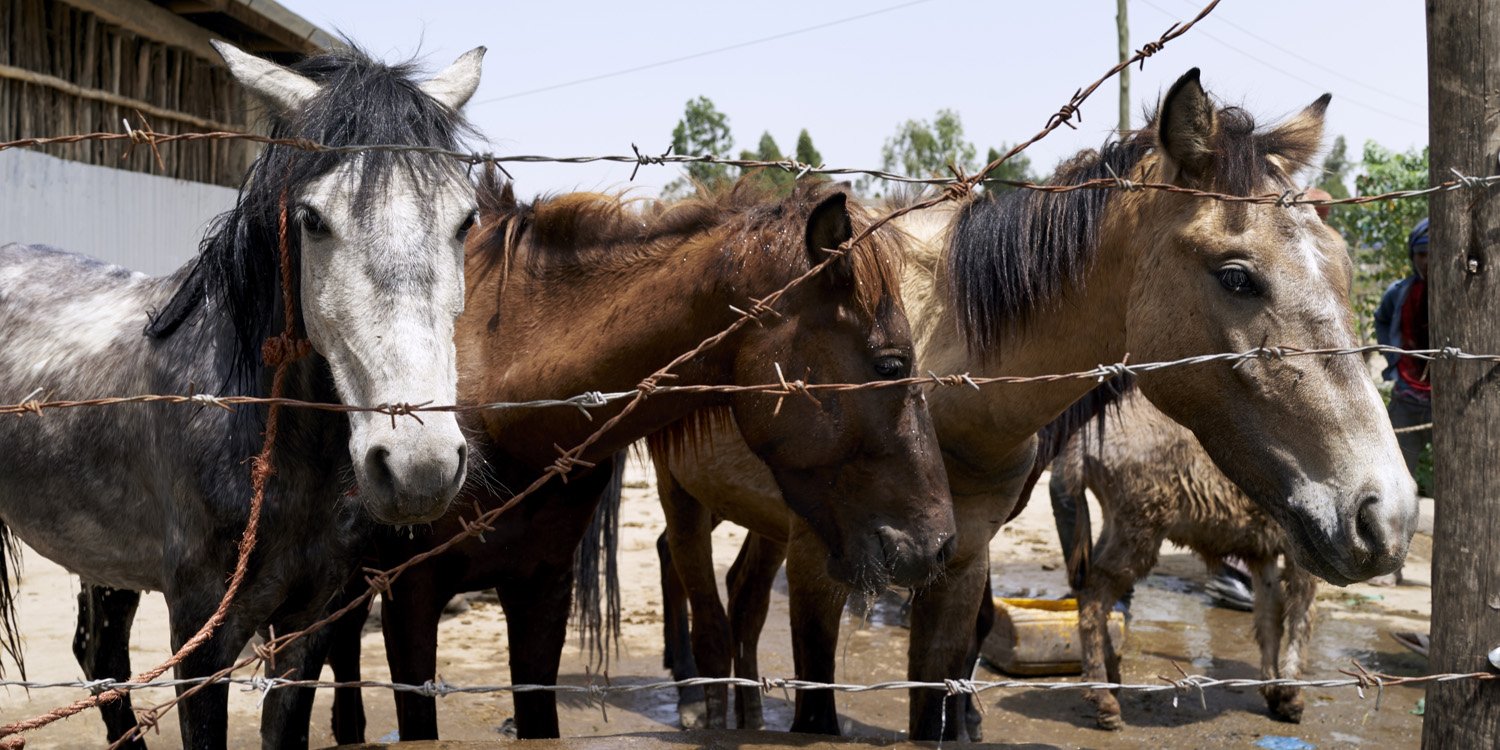 Equines in Ethiopia Equines in Ethiopia
