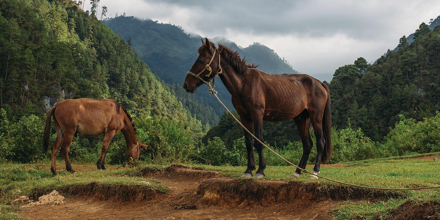 Horses in Guatamala Horses in Guatamala