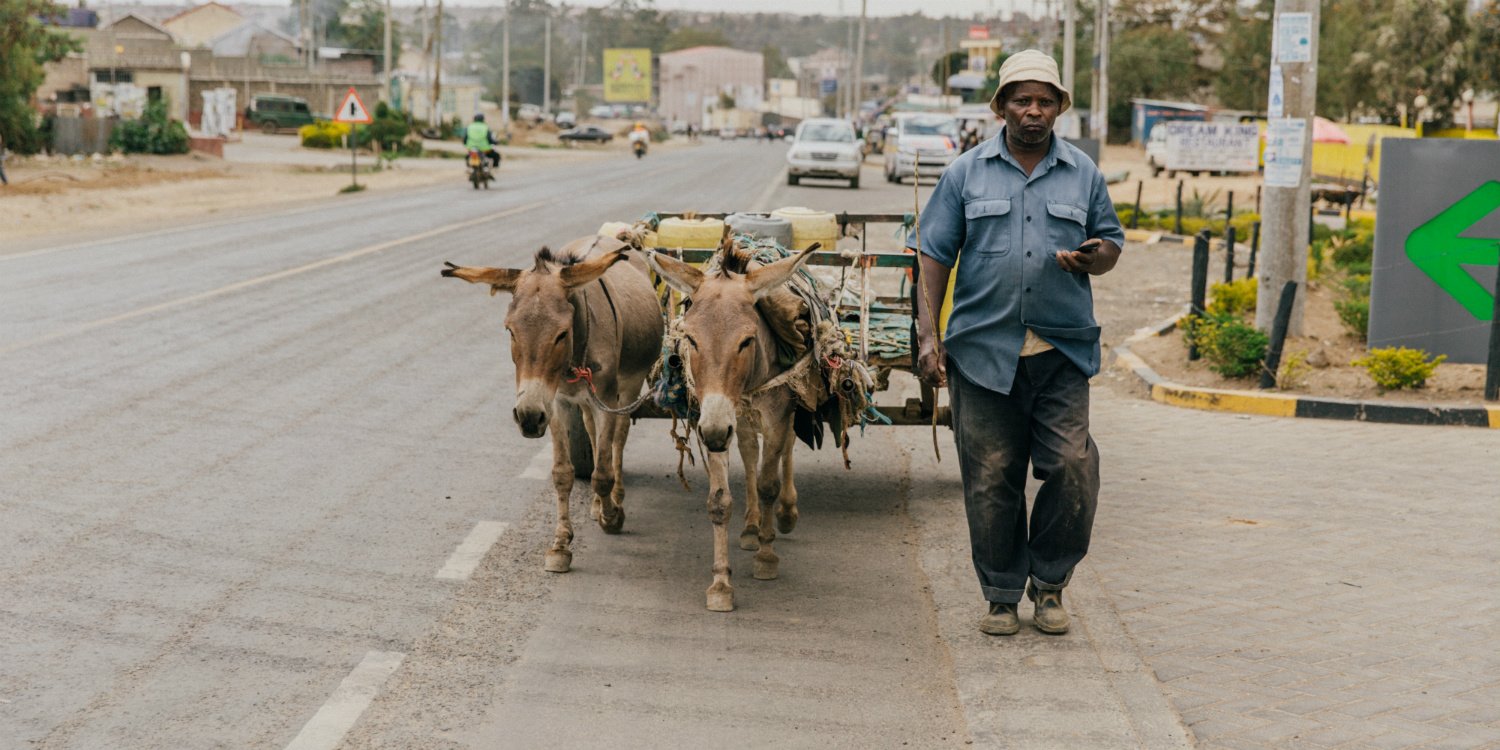Donkeys Donkeys
