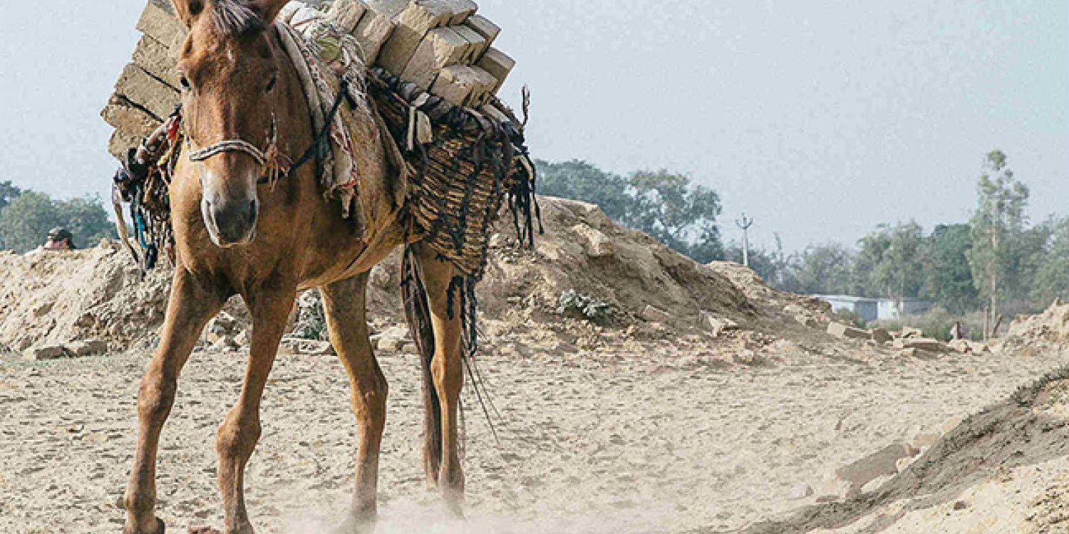 horse carrying load