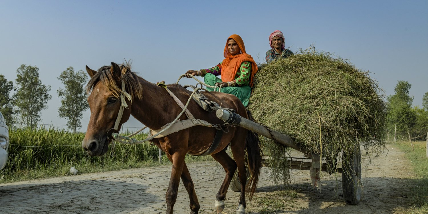 Working horse Working horse