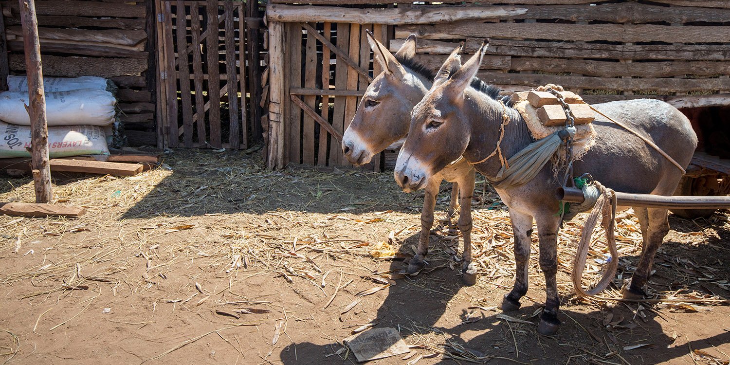 Donkeys in Kenya Donkeys in Kenya
