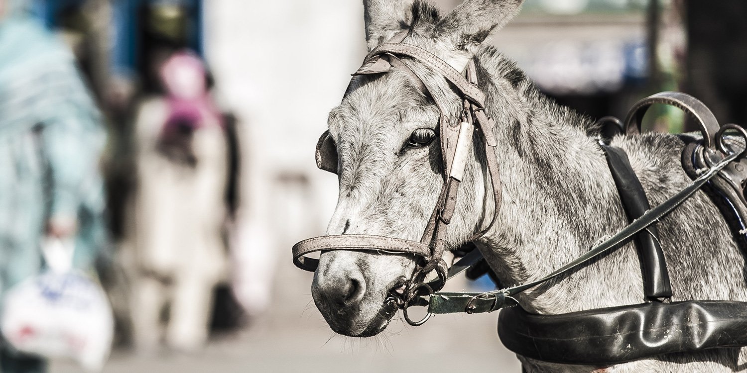 A working donkey A working donkey