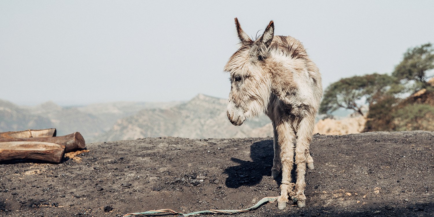 A working donkey A working donkey