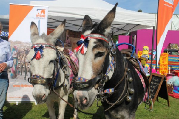Blackpool Beach donkeys Blackpool Beach donkeys