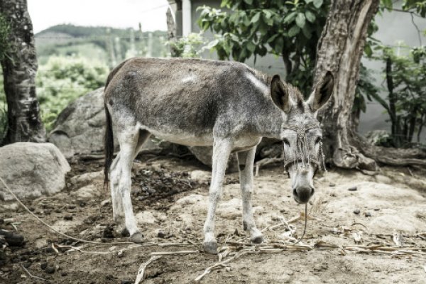 Donkey in Guatemala Donkey in Guatemala
