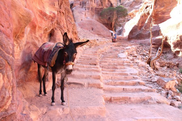 donkey in Petra donkey in Petra
