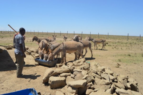 Donkeys allowed to access water in katakala, Narok Donkeys allowed to access water in katakala, Narok