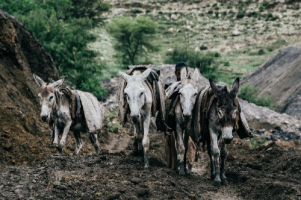 Four donkeys working together in Pakistan Four donkeys working together in Pakistan