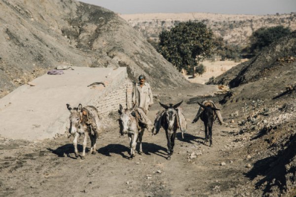 Four coal mine donkeys in Pakistan Four coal mine donkeys in Pakistan