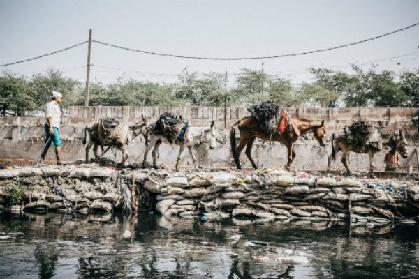 Four equines working together in India Four equines working together in India