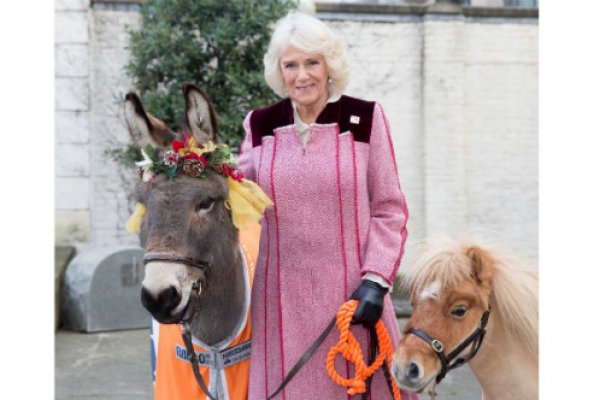 HRH meets Ollie the donkey and Harry the miniature shetland pony HRH meets Ollie the donkey and Harry the miniature shetland pony