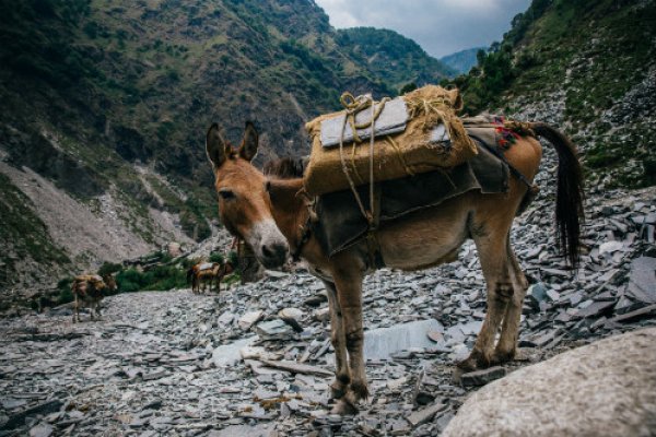 Horse carrying load up a mountain in India Horse carrying load up a mountain in India