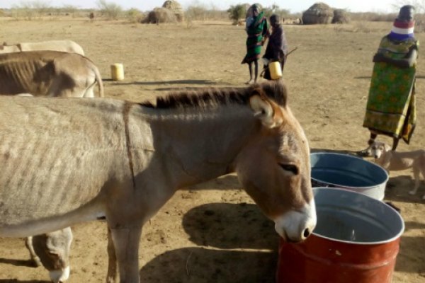 Dehydrated donkey drinks water during Kenya drought Dehydrated donkey drinks water during Kenya drought