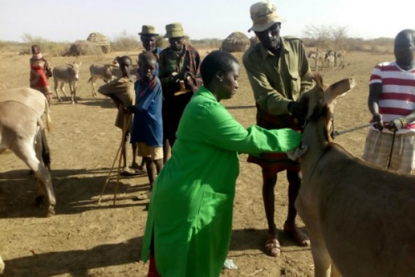 Sick donkey receives treatment Sick donkey receives treatment