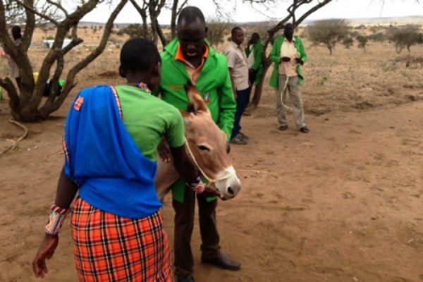 VSF Suisse staff learning how to handle a donkey VSF Suisse staff learning how to handle a donkey