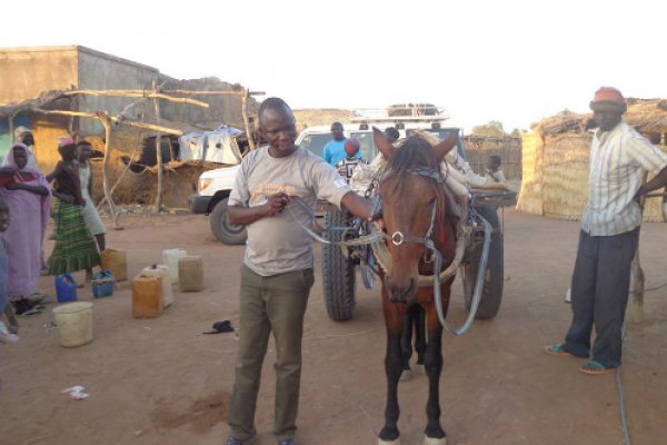 VSF Suisse vet examining a horse during a baseline survey in a local market VSF Suisse vet examining a horse during a baseline survey in a local market